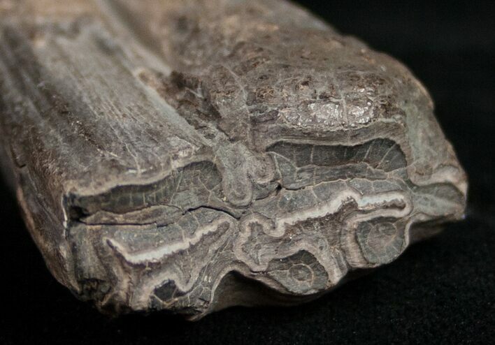 Pleistocene Aged Fossil Horse Tooth - Florida #10286